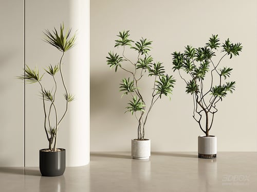 Modern Indoor Potted Dracaena Plant Set 3D model