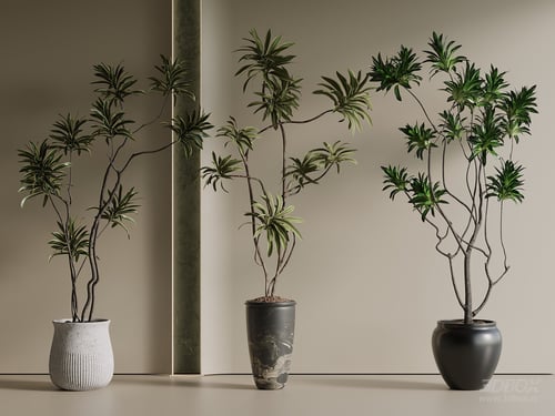 Indoor Potted Dracaena Foliage Plant Set with Ceramic Pots 3D model