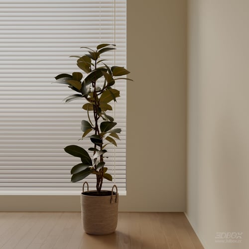 Modern Ficus Elastica Potted Indoor Plant 3D model