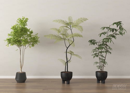Set of 3 Modern Potted Indoor Decorative Plants 3D model