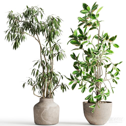 Set of two indoor potted foliage plants in concrete pots 3D model