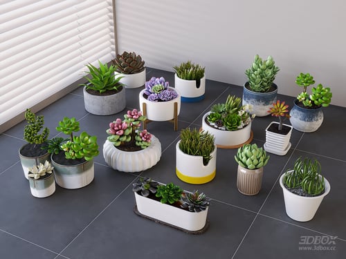Succulent Potted Plants Set Indoor Desktop Greenery Collection 3D model