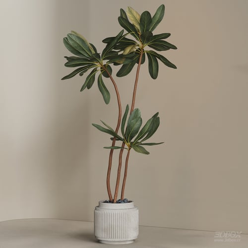 Modern Potted Indoor Plant with Concrete Planter 3D model
