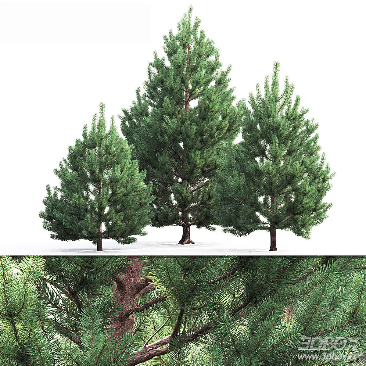 Realistic Pine Tree 3D Model 3D model - front view