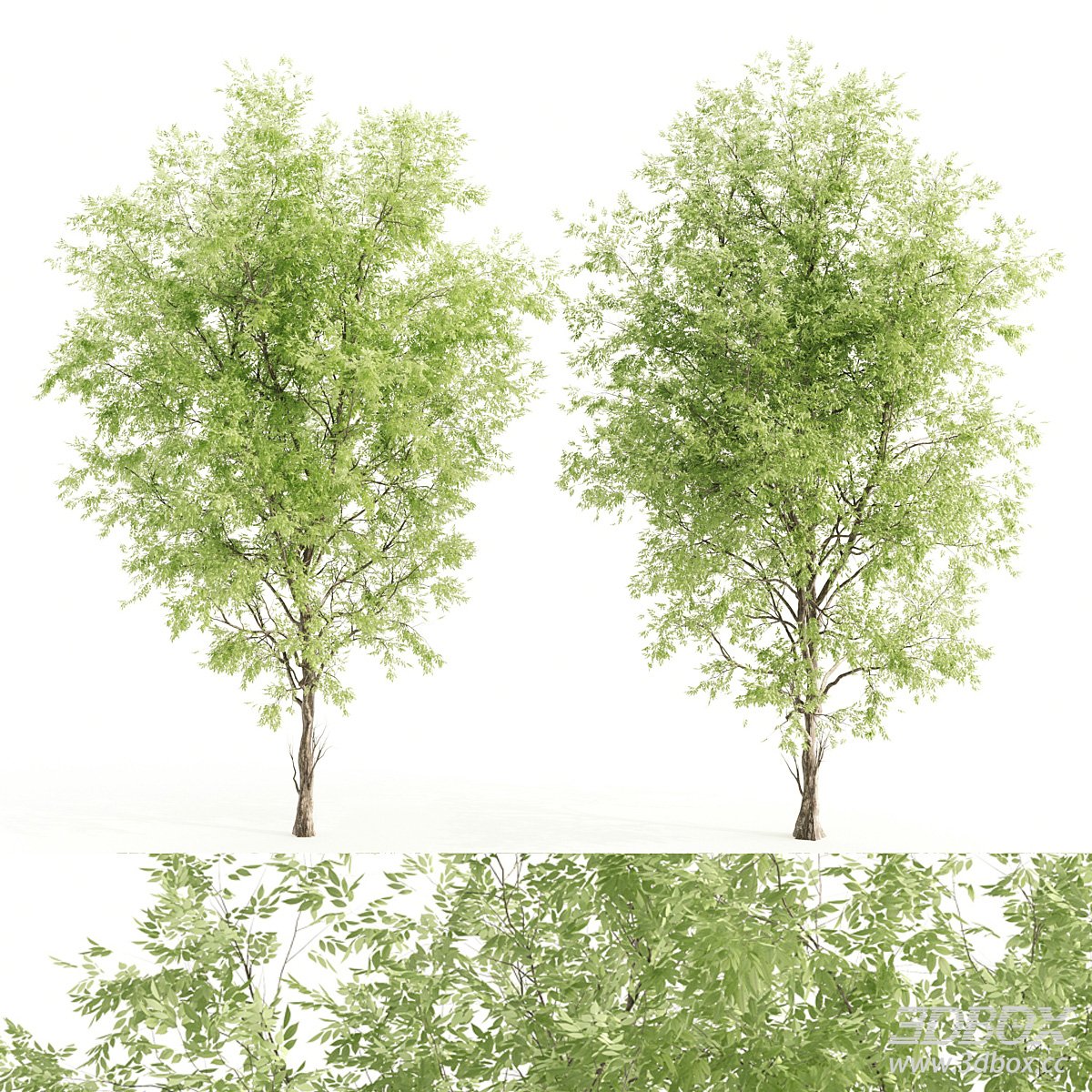 Two Green Tree 3D Model 3D model - front view