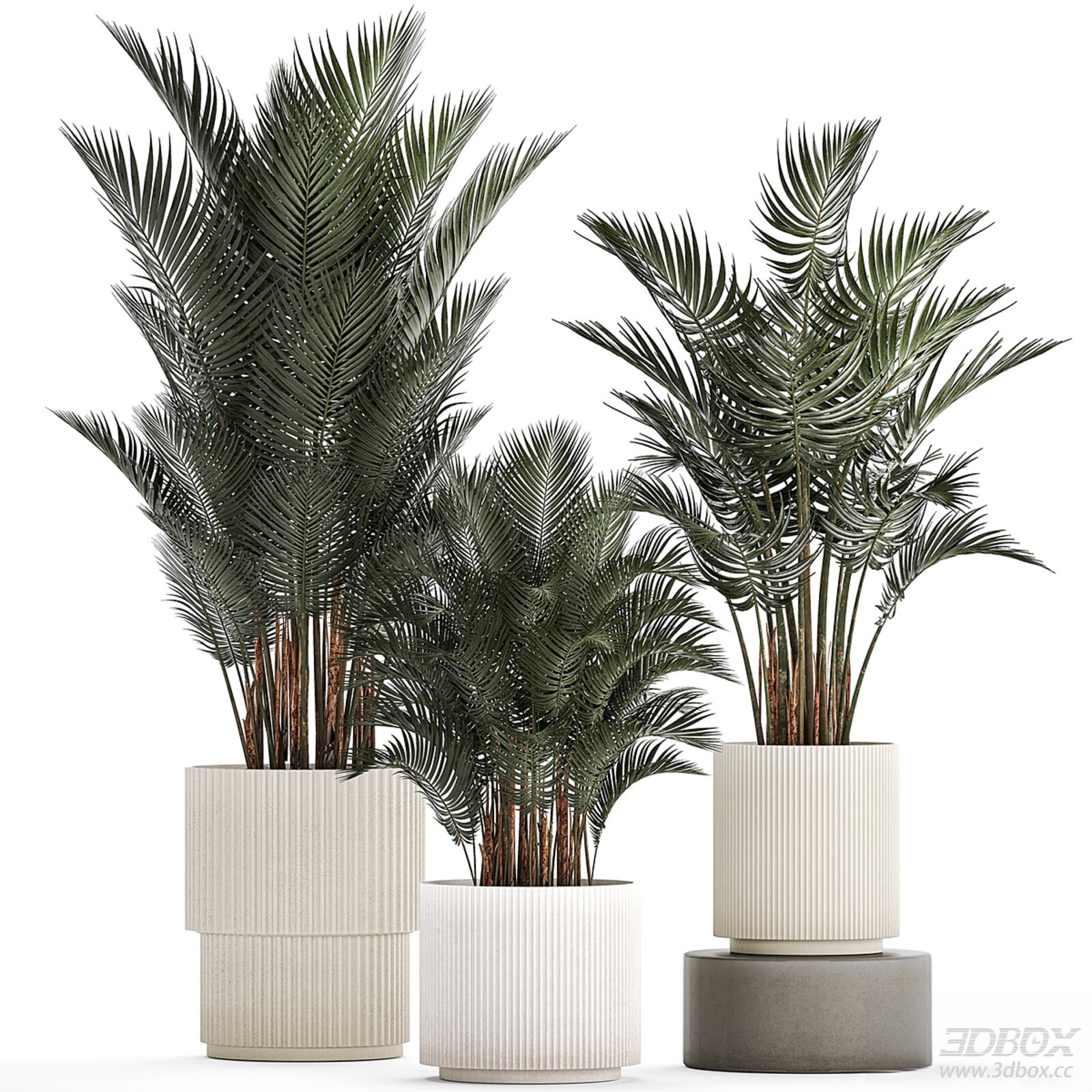 Potted Palm Plants 3D model - thumbnail 1