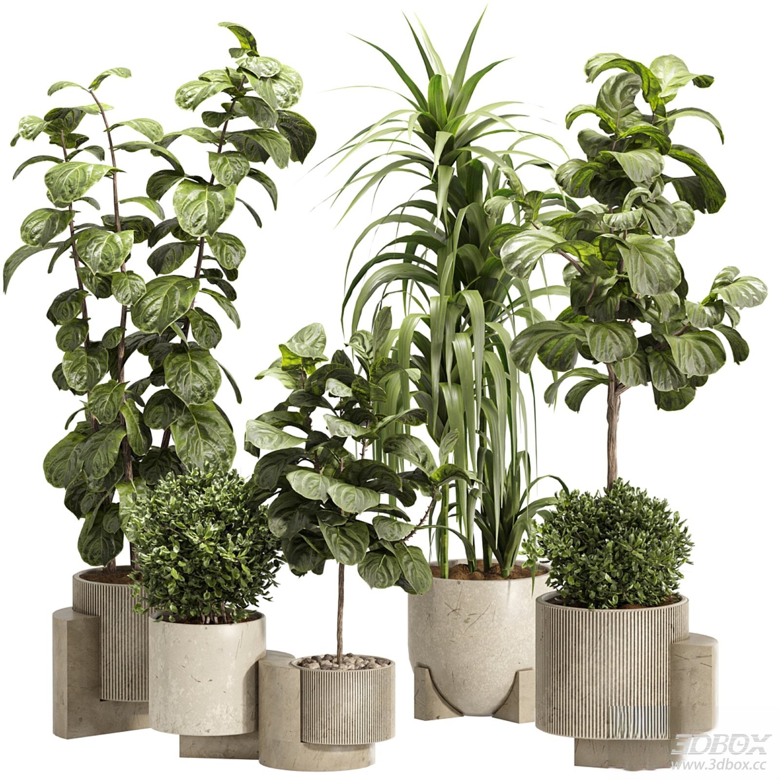 Indoor Fiddle - Leaf Fig Plant Set 3D model - thumbnail 1