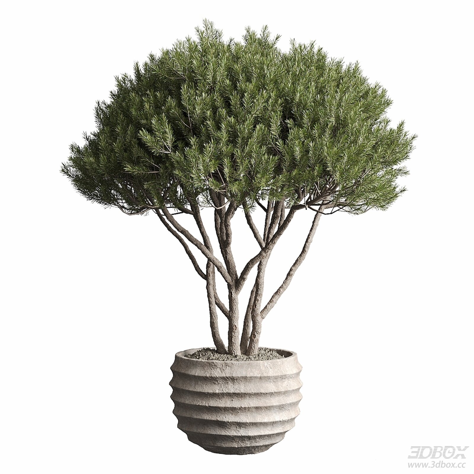 Potted Pine Tree with Concrete Planter Decor 3D model - front view