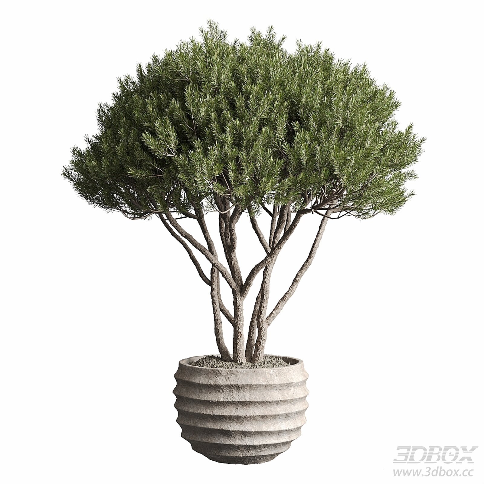 Potted Pine Tree with Concrete Planter Decor 3D model - thumbnail 1