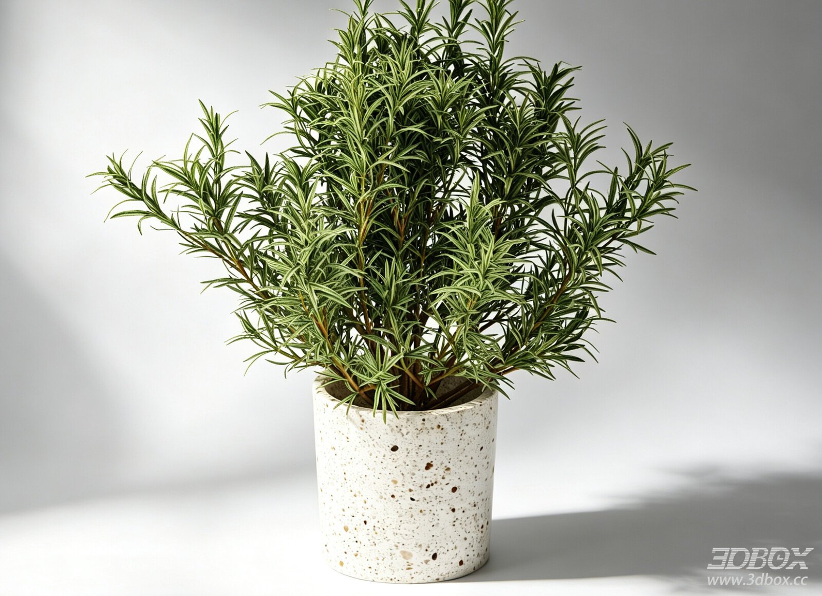 Rosemary Potted Indoor Decor Plant 3D model - thumbnail 1