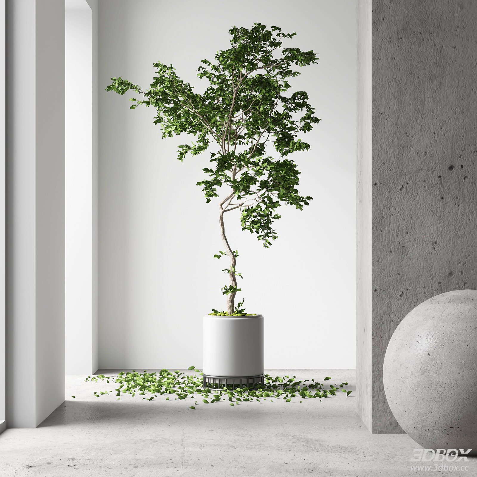 Modern Potted Indoor Tree Decor 3D model - front view
