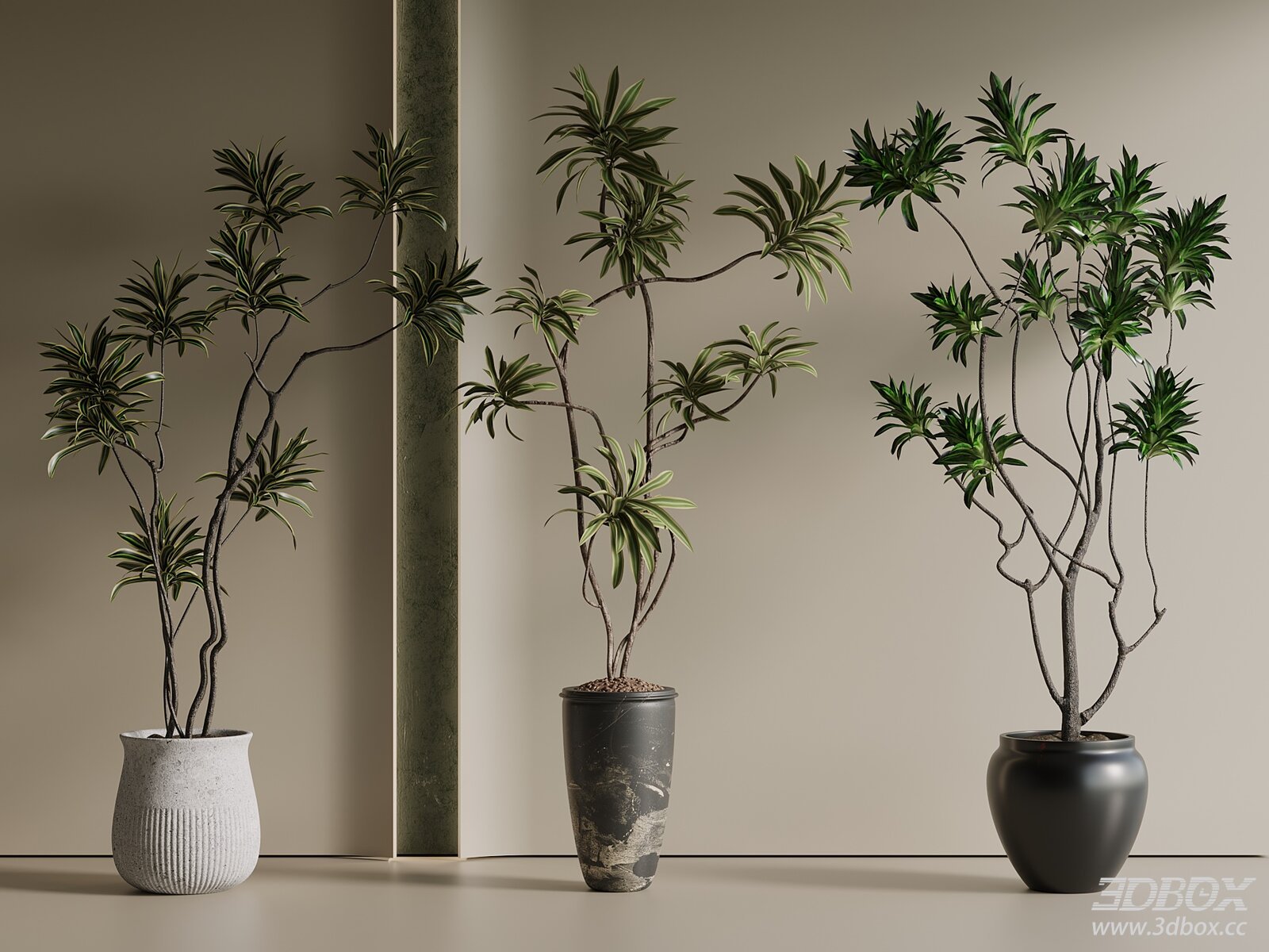 Indoor Potted Dracaena Foliage Plant Set with Ceramic Pots 3D model - front view