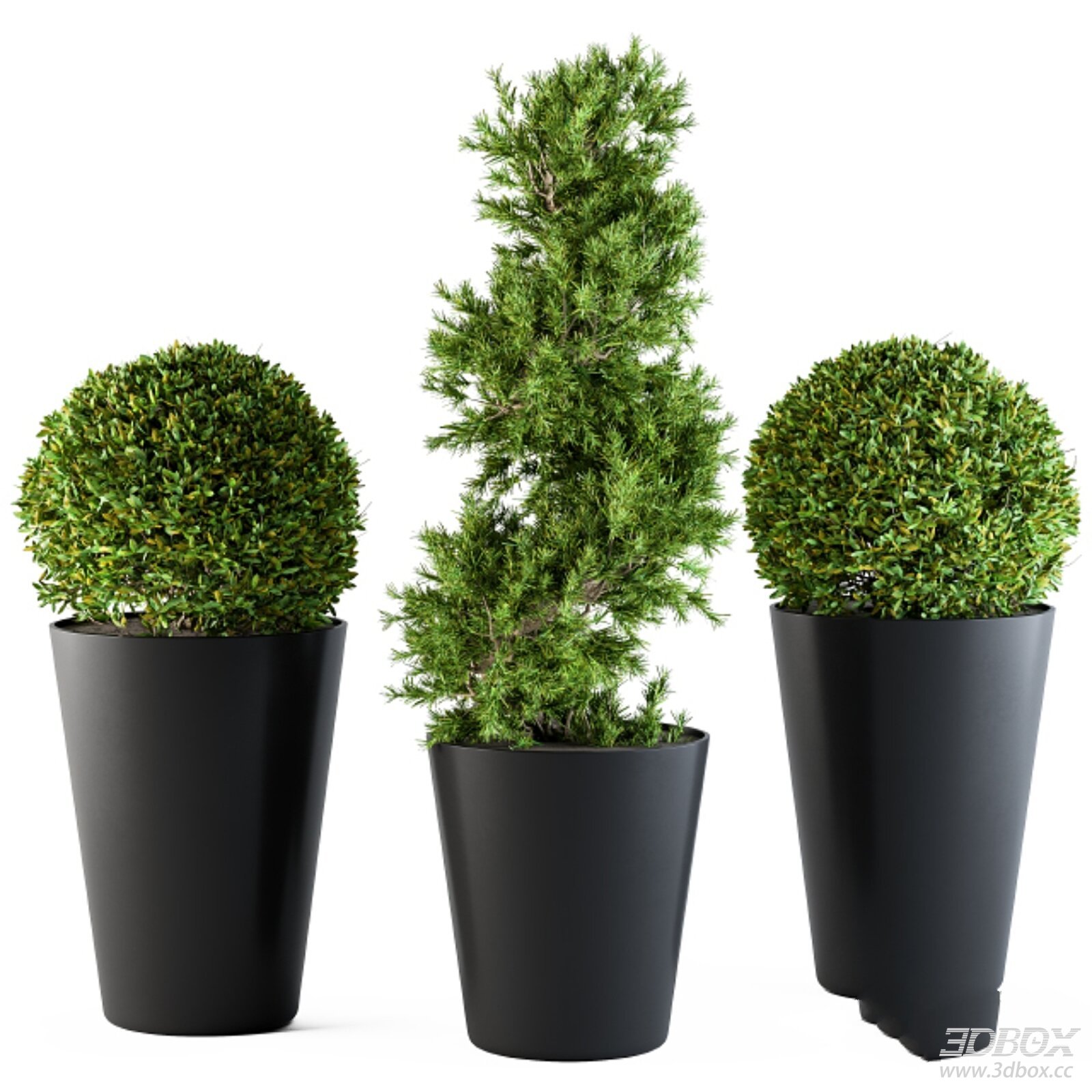 Set of Potted Topiary Evergreen Plants with Black Planters 3D model - front view