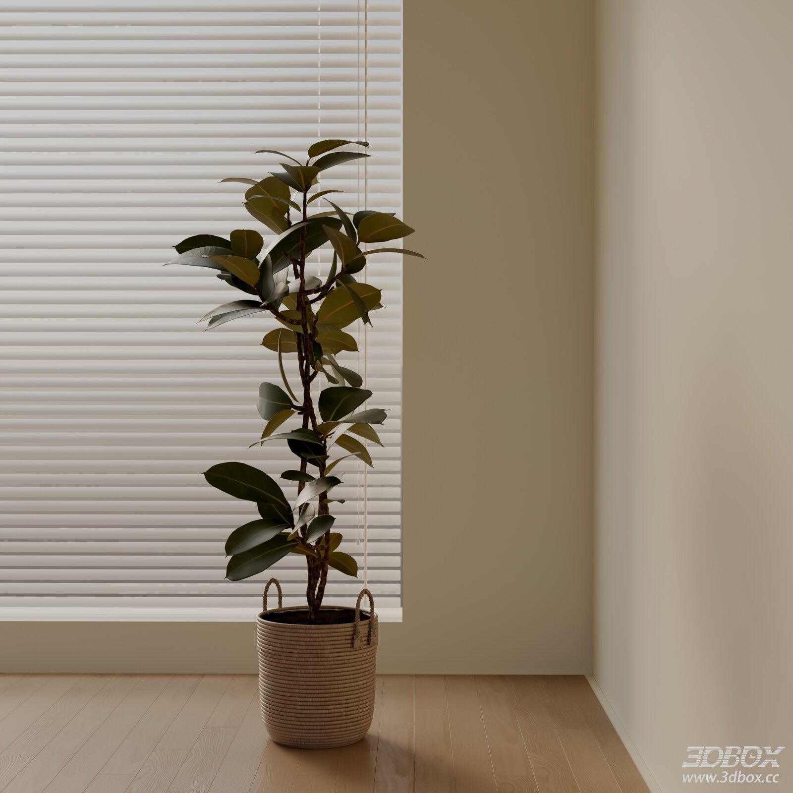 Modern Ficus Elastica Potted Indoor Plant 3D model - front view