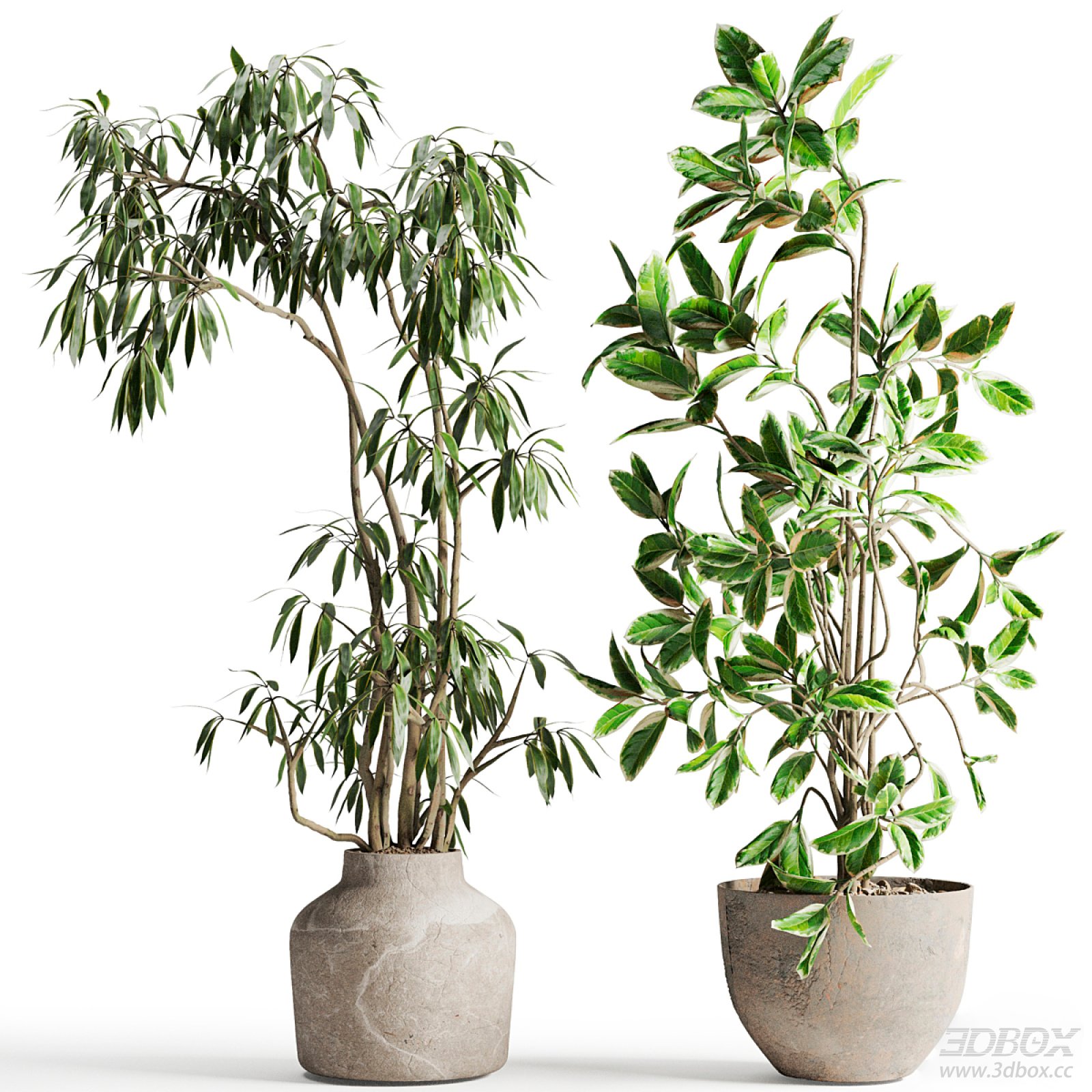 Set of two indoor potted foliage plants in concrete pots 3D model - front view