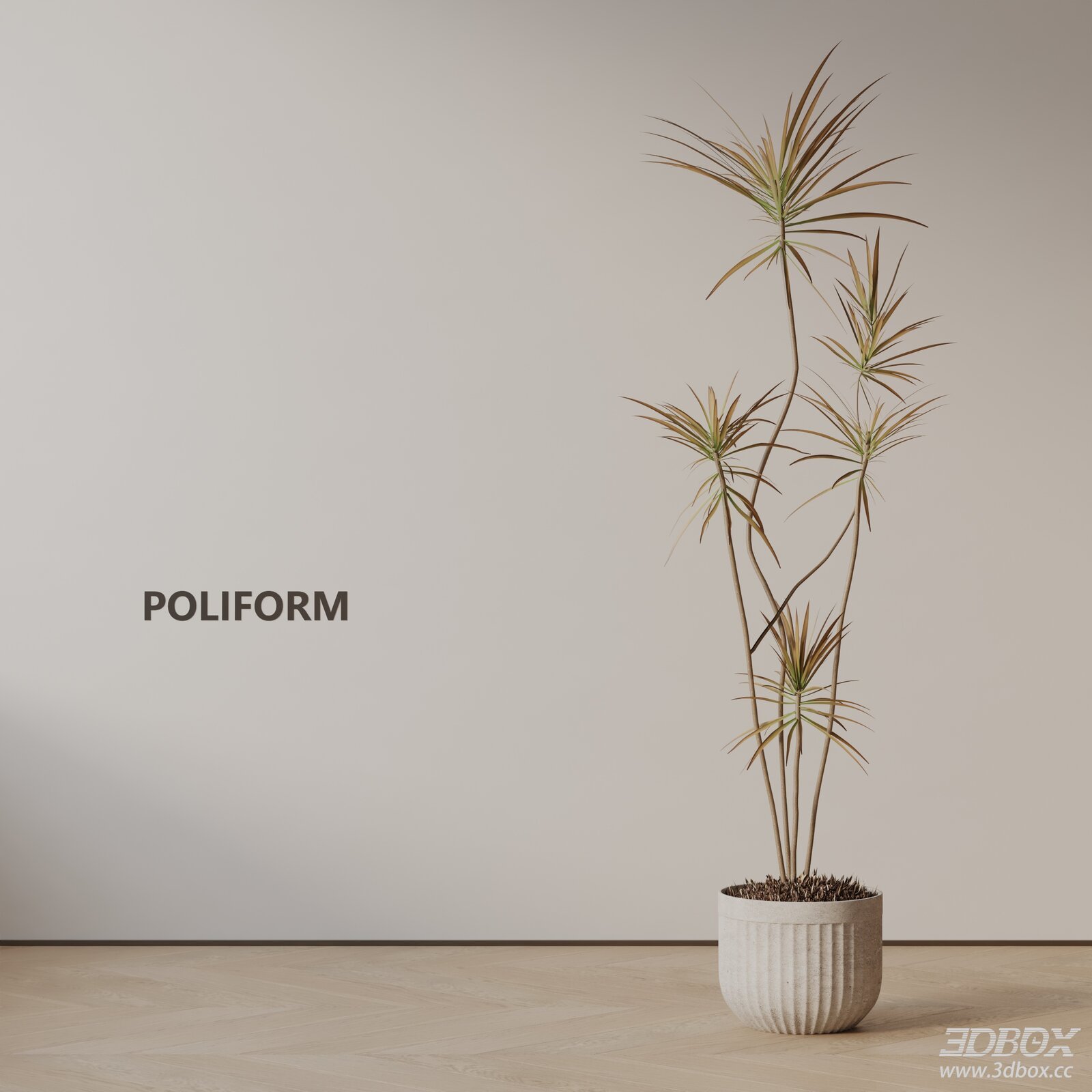 Modern Dracaena Potted Indoor Plant 3D model - front view