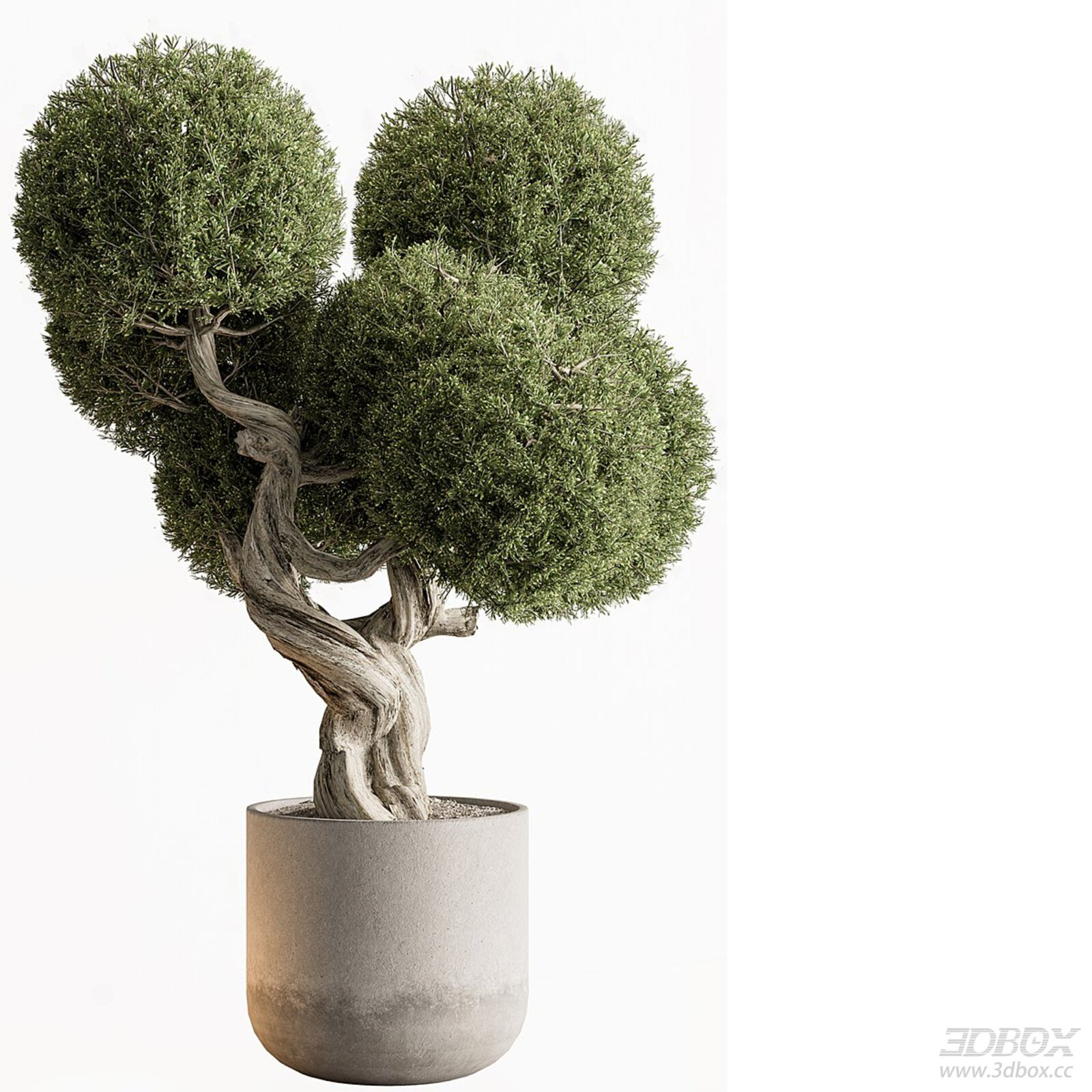 Potted Topiary Bonsai Tree with Concrete Planter 3D model - front view